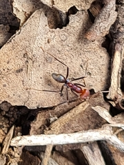Iridomyrmex