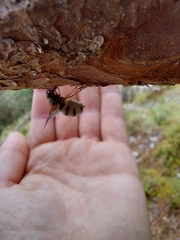 Entomophthora muscae