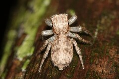 Cytaea
