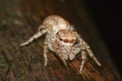 Cytaea
