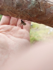 Entomophthora muscae