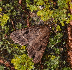 Amphipyra pyramidea