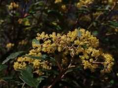 Pomaderris intermedia