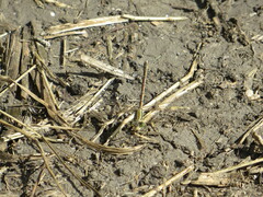 Lestes barbarus