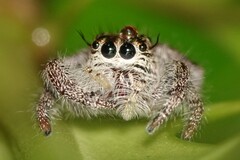 Hyllus diardi