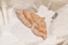 Scotopteryx chenopodiata