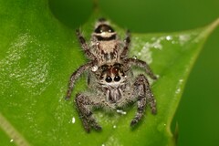 Hyllus diardi