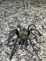 Aphonopelma eutylenum