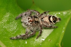 Hyllus diardi