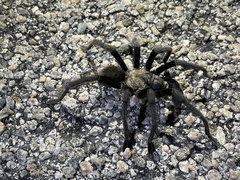 Aphonopelma eutylenum