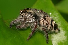 Hyllus diardi