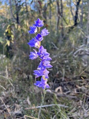 Thelymitra
