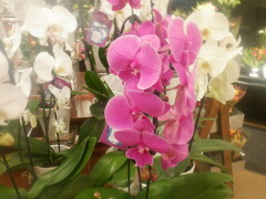 Phalaenopsis