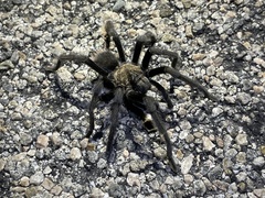 Aphonopelma eutylenum