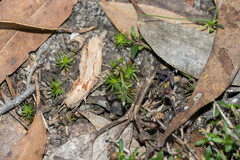 Pultenaea pedunculata