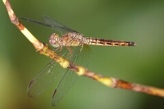 Neurothemis fluctuans