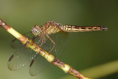 Neurothemis fluctuans