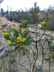 Osteospermum moniliferum