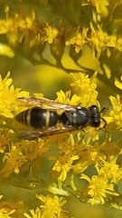Ancistrocerus