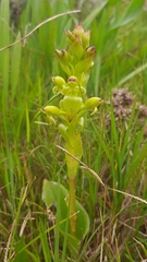 Satyrium odorum