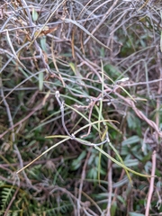 Parsonsia