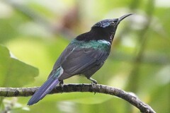 Leptocoma calcostetha