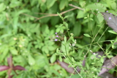 Cyanthillium cinereum