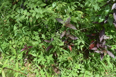 Cyanthillium cinereum