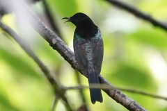 Leptocoma calcostetha