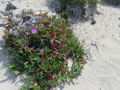 Carpobrotus rossii