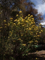 Pomaderris intermedia