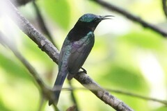 Leptocoma calcostetha