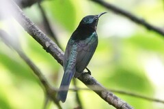 Leptocoma calcostetha