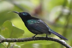 Leptocoma calcostetha