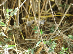 Lestes barbarus