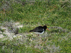 Haematopus longirostris