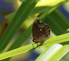Junonia hedonia