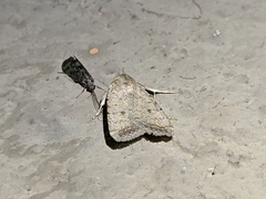 Caradrina montana
