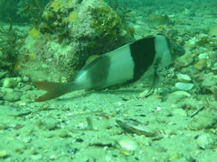 Pseudogoniistius nigripes