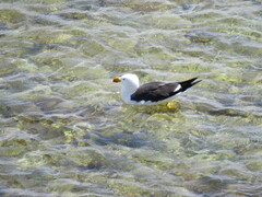 Larus pacificus