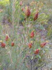 Leucadendron rubrum