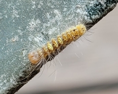 Acronicta megacephala