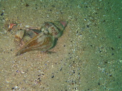 Australaria australasia