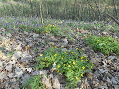 Anemonoides ranunculoides