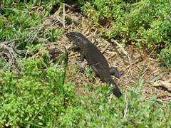 Egernia kingii