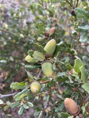 Quercus berberidifolia