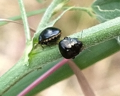 Coptosoma scutellatum