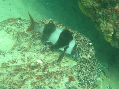 Pseudogoniistius nigripes