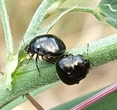 Coptosoma scutellatum