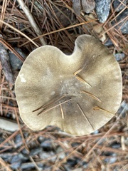 Ampulloclitocybe